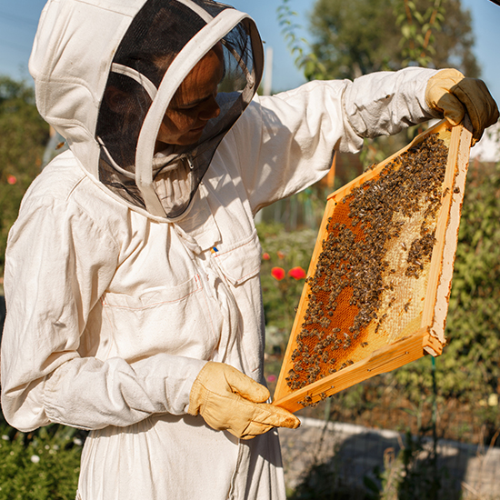 Beekeeping Basics